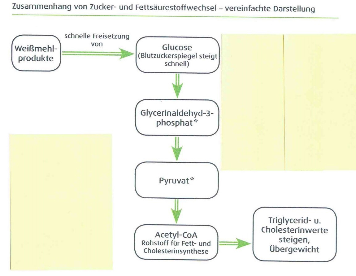 Bild News Woher kommt Cholesterin